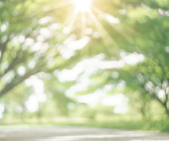 木漏れ日の写真